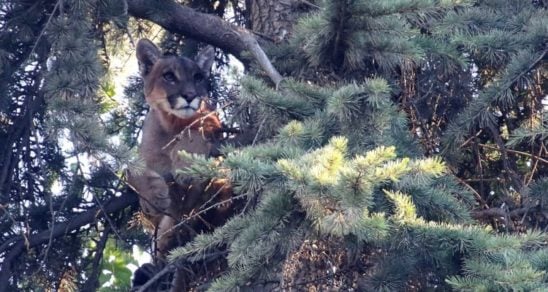 Un puma en Lo Barnechea: Nosotros los invadimos y no al revés, señalan los expertos