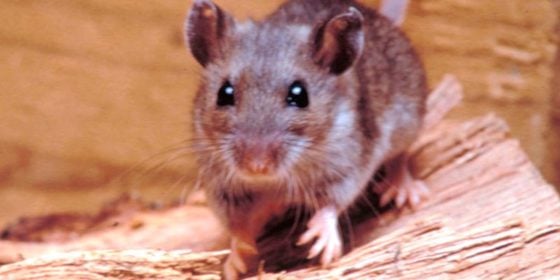 Hantavirus cobra víctimas en Argentina y Chile