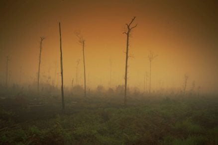 La lapidaria conclusión de Greenpeace por ola de calor extremo: «El clima que conocíamos desapareció»