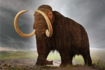 Mamut descubierto por niña