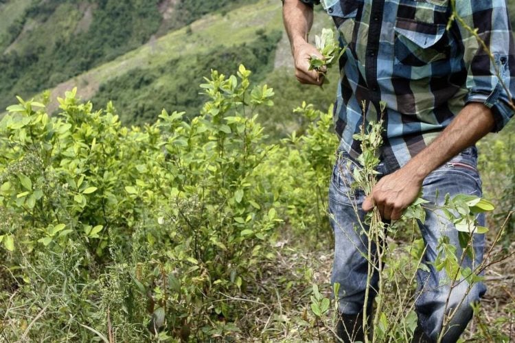 Colombia Es El Mayor Productor De Coca Y De Cocaína En El Mundo