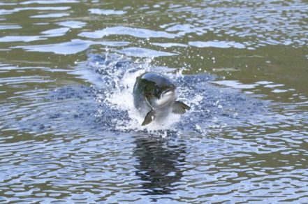 Alerta en Chiloé: 140 toneladas de salmones muertos por microalgas nocivas