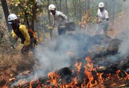 Proliferación de incendios amenaza con destruir el ecosistema de Honduras