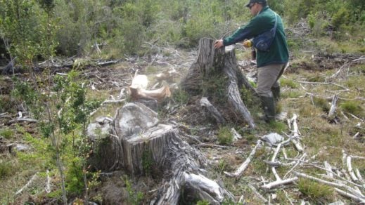 Detectan tala de 177 alerces vivos en Los Lagos: Especie está en peligro de extinción