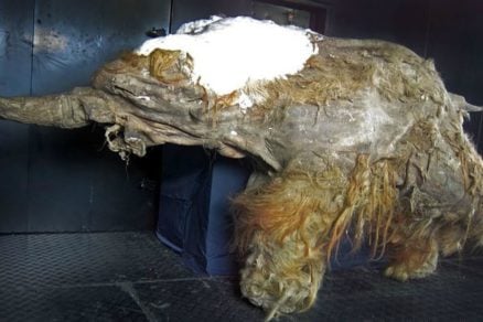 Científicos intentan dar vida a un mamut extinto en la Edad de Hielo