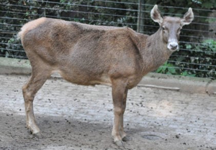 Avistan ciervos de labio blanco en noroeste de China