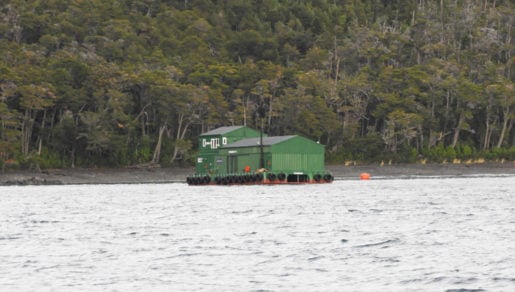 Greenpeace por salmonera instalada sin autorización en el Beagle: «Es una toma ilegal y el Estado los debe desalojar»