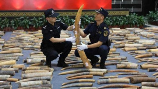 Mano dura al contrabando: autoridades portuarias de China incautan 350 kilos de marfil