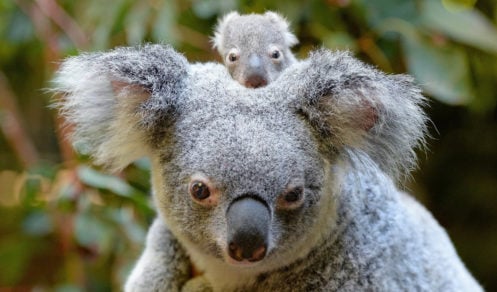 Koala. Foto web