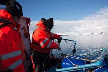 Derretimiento de glaciares ayudó al desarrollo de importantes poblaciones de microalgas en dos bahías antárticas