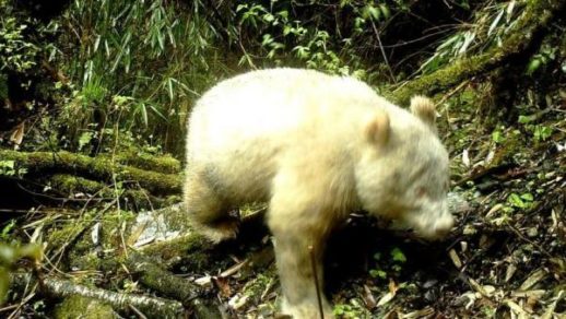 Toman imagen única de un panda albino en una reserva