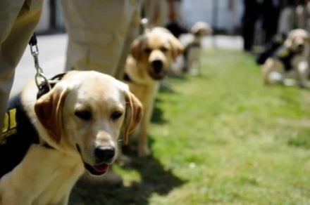 Científicos prueban si los perros son capaces de detectar el coronavirus