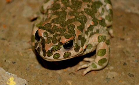 Preocupación por estudio que reveló presencia de ranas africanas en el Río Copiapó