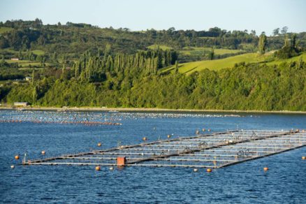 Captura de salmones escapados: Comisión de Pesca del Senado respalda la idea de legislar