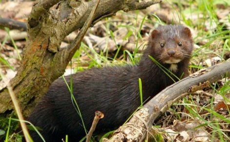 España: sacrifican a más de 90.000 visones de una granja infectados por el coronavirus