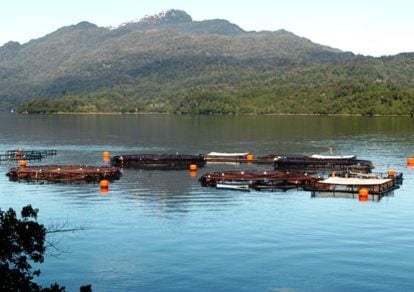 Gobierno anuncia demanda contra empresa salmonera Nova Austral por falsificar reportes de mortandad de peces