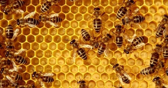 Declaran a las abejas como los seres vivos más importantes de la tierra