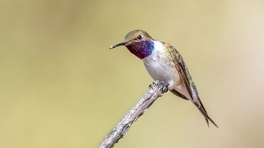 Alertan por conservación de 88 especies chilenas que están en la Lista Roja de Especies Amenazadas