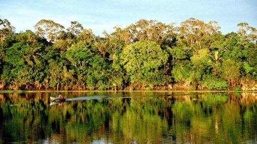 En Perú se pierden hasta 150.000 hectáreas de bosques al año por incendios