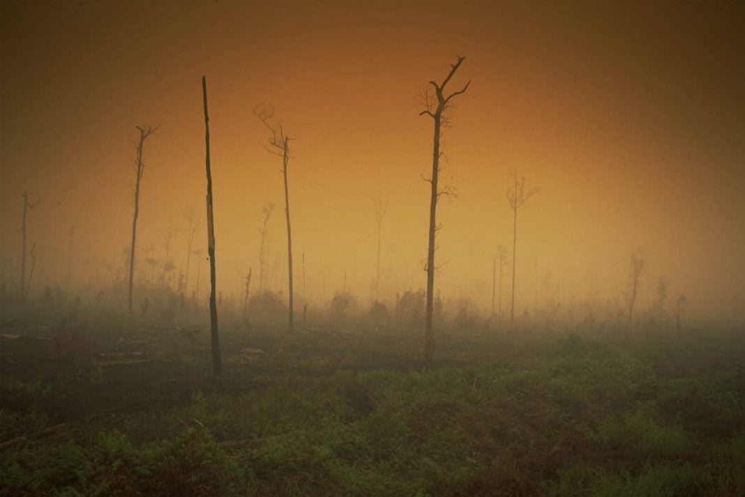 Restaurar Bosques Y Comer Menos Carne Greenpeace Por Alarmante Informe Mundial Sobre Cambio 1416