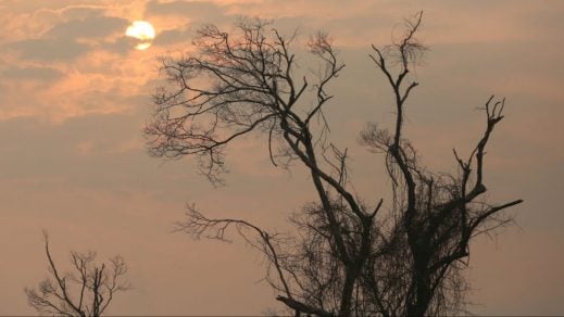 El resguardo de la Amazonía es esencial para limitar el calentamiento global