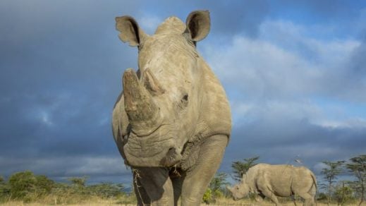 Hallar rinoceronte hembra podría evitar extinción del rinoceronte blanco del norte