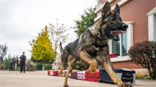 (Video) China pone en acción un clon canino de Sherlock Holmes