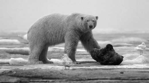 Trump puede causar daños irreparables en Alaska por su obsesión con el petróleo