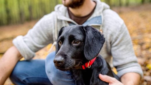 Tener un perro ayuda a mantener más saludable el corazón