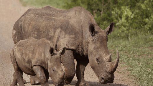 Sudáfrica: Sentencian a 37 años de prisión a cazador furtivo por matar rinoceronte y su cría