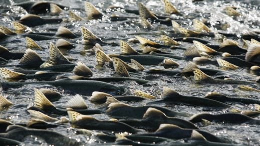 Salmoneras: Comisión mixta Senado-Cámara zanjará proyecto que eleva sanciones por escape de peces