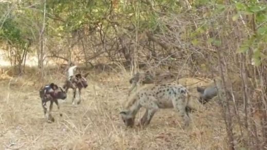 (Video) La ley de la necesidad: varias hienas roban una presa capturada por perros salvajes