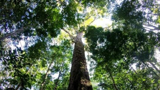 Luego del atroz incendio en la Amazonía científicos se asombran con lo que encontraron