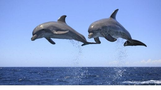 delfines