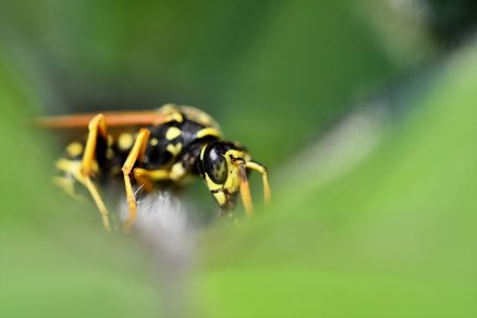 ¡»Gloriosas»! El poder de las avispas para controlar a otros insectos