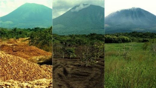 Doce mil toneladas de desperdicios de naranjas revivieron un bosque en Costa Rica