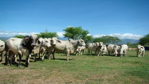 (Foto) Encuentran varios toros mutilados y desangrados en un rancho de EE.UU. y ningún rastro de ataque