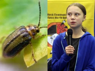 Bautizan a una especie de escarabajo sin alas con el nombre de Greta Thunberg