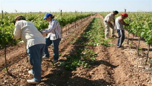 Agricultores españoles piden una «respuesta contundente» al anuncio de aranceles de Trump