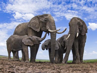 Pronostican la extinción total del elefante africano para 2040