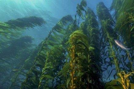 COP25 en Madrid: Oceana reclama plan de acción mundial para proteger los bosques de algas