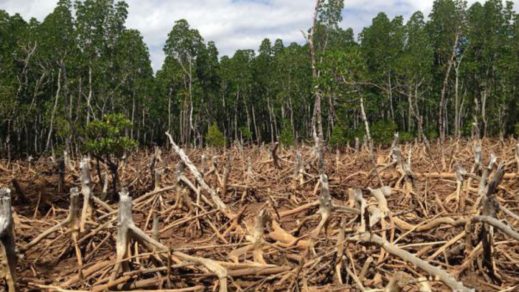 Talibanes elaboran proyecto de ley para prohibir la deforestación en Afganistán