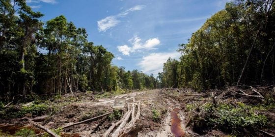 Preocupación por la selva amazónica: Diputados rechazan políticas medioambientales de Bolsonaro en Brasil