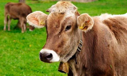 ¿Produce una vaca más gases de efecto invernadero que un vehículo?