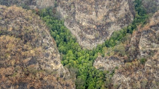 (Fotos) Bomberos resguardan arboleda de pinos Wollemi en Australia