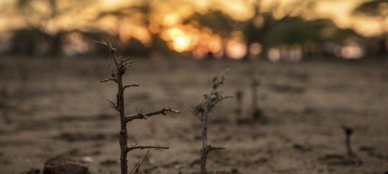 Advierten que sur de África enfrenta crisis alimentaria «no vista hasta ahora»