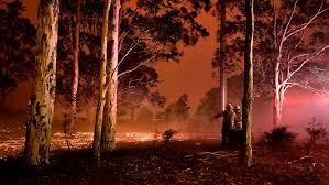 Resultado de imagen para animales australia incendios