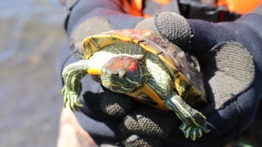 Especie invasora: Tortugas de orejas rojas amenazan Laguna Grande de San Pedro de la Paz