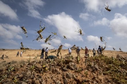 ONU reporta plaga de langostas en nueve países africanos