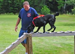 Resultado de imagen de entrenamiento de perros